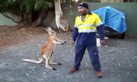 مبارزه این کانگورو با انسان را ببینید