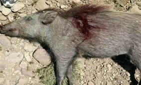 شکارچیان غیرمجاز گراز وحشی در بیله‌سوار دستگیر شدند