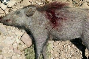 شکارچیان غیرمجاز گراز وحشی در بیله‌سوار دستگیر شدند