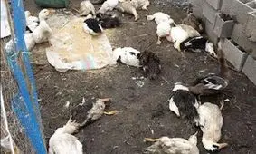شناسایی ۲ کانون آنفلوآنزای فوق حاد پرندگان