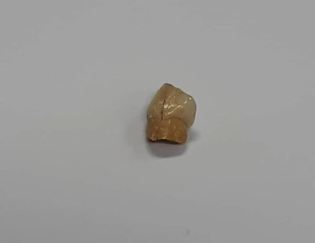 رونمایی از نخستین دندان انسان اولیه ایرانی + فیلم