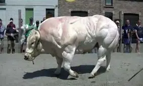 گاو بلژیکی عضلانی ترین گاو دنیا/ فیلم