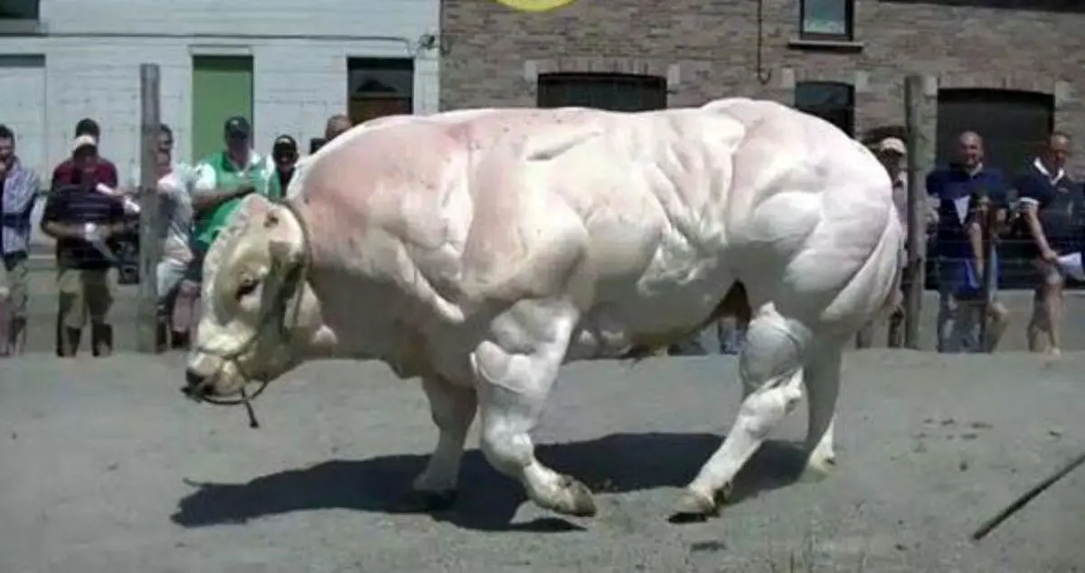 گاو بلژیکی عضلانی ترین گاو دنیا/ فیلم