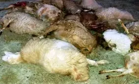 تلف شدن 21 رأس گوسفند توسط گرگ‌ها در هوراند