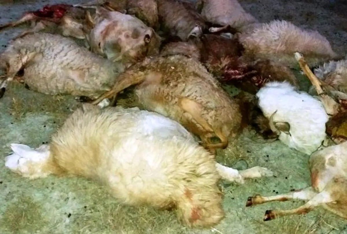 تلف شدن 21 رأس گوسفند توسط گرگ‌ها در هوراند