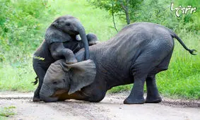 شوخی‌های جالب؛ از خاشقچی تا خاشقچی!