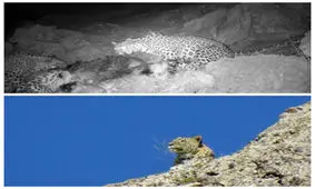 مشاهده ۳ قلاده پلنگ ایرانی در ایذه + عکس