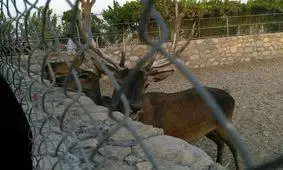 بفرمایید چلوکباب کوبیده آهو و برگ مخصوص گوزن!