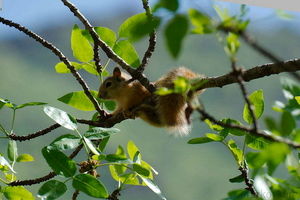 سنجاب‌های غیربومی بلای جان باغات سنتی و تاریخی قزوین