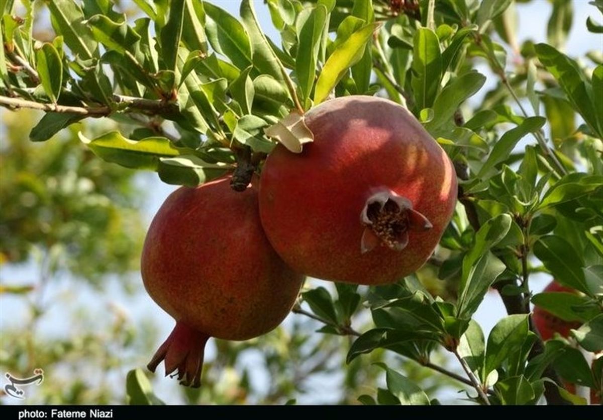 انارستان شهرستان کوهدشت به روایت تصویر