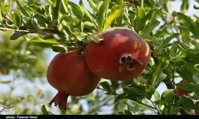 انارستان شهرستان کوهدشت به روایت تصویر