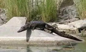 باران و حیاتی دوباره برای تمساح‌های منطقه سرباز