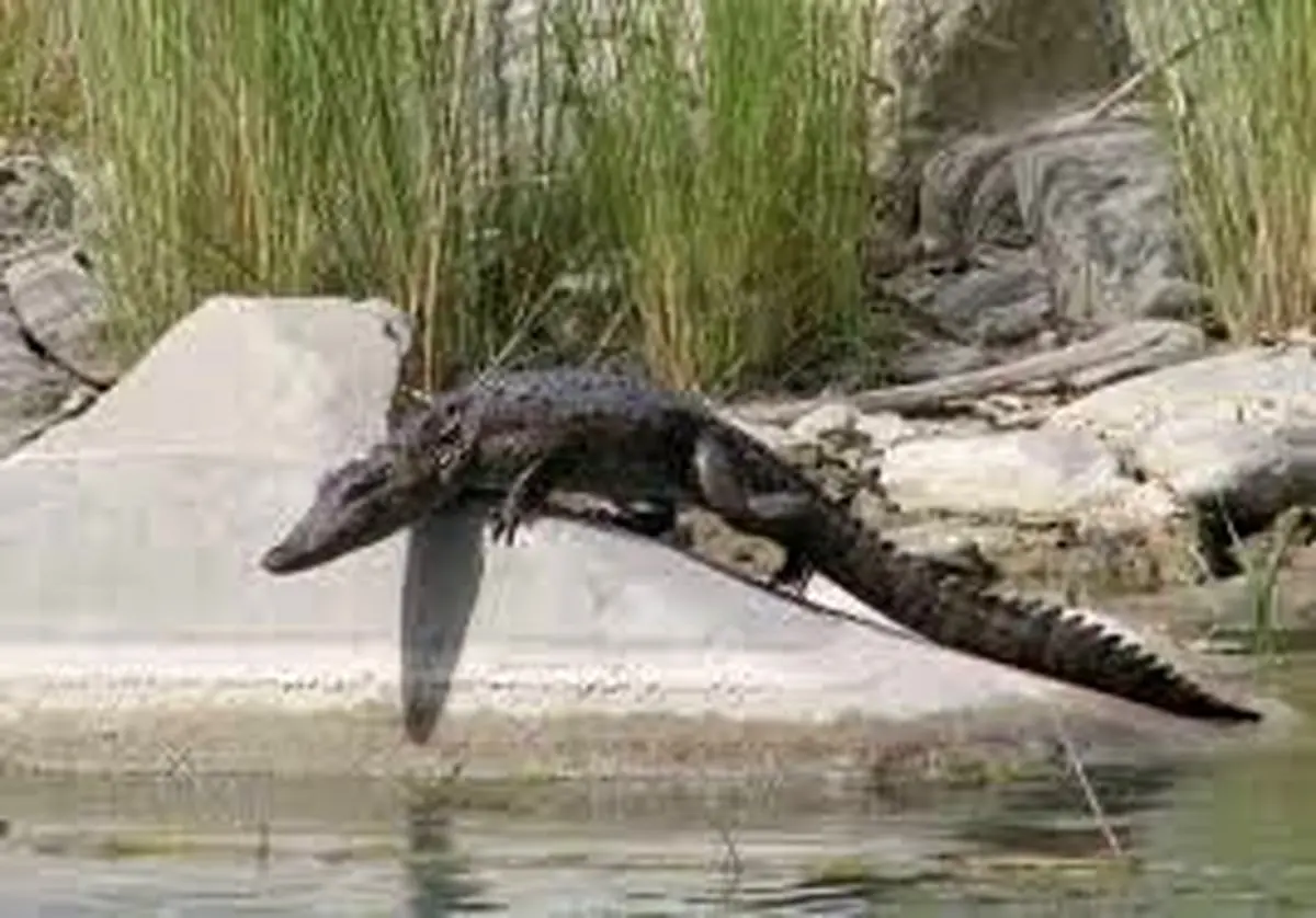 باران و حیاتی دوباره برای تمساح‌های منطقه سرباز