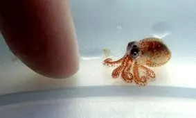 اختاپوس ریز چثه دربین زباله های دریایی کشف شد!+ تصاویر