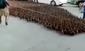 اردک های تک تک عمو پورنگ