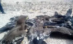 27 پرنده شکاری و عقاب به دلیل مسمومیت تلف شدند