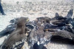 27 پرنده شکاری و عقاب به دلیل مسمومیت تلف شدند