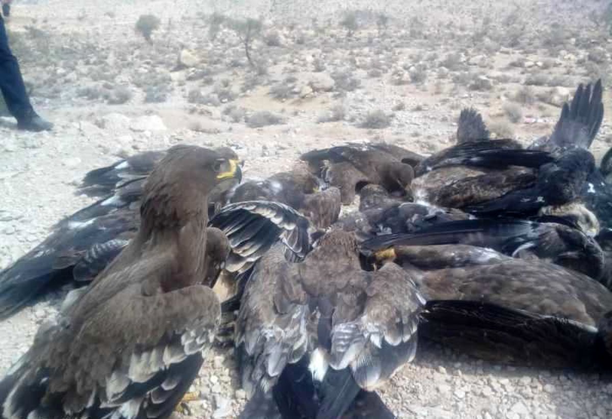 27 پرنده شکاری و عقاب به دلیل مسمومیت تلف شدند