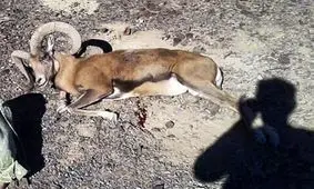 وقتی از کباب آهو، بوی زمین‌خواری بلند می‌شود