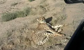 علت مرگ توله یوز تصادفی سمنان اعلام شد