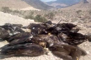 لاشه مرغ مسموم، مرگ 27 پرنده شکاری را رقم زد