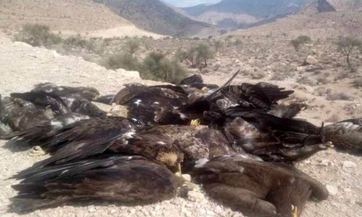 لاشه مرغ مسموم، مرگ 27 پرنده شکاری را رقم زد