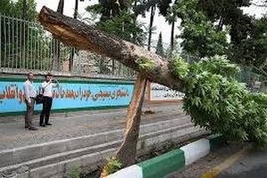 سقوط درخت در شیراز یک زن را روانه بیمارستان کرد
