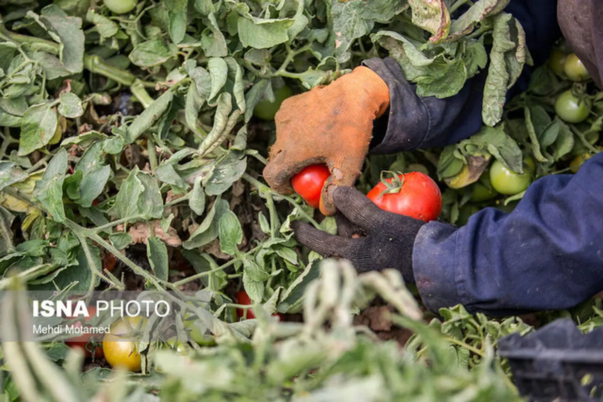 گوجه‌فرنگیِ ارزان شده همچنان گران‌تر از پارسال