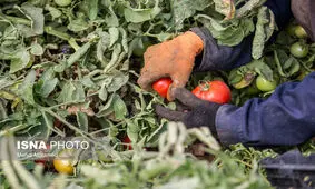 گوجه‌فرنگیِ ارزان شده همچنان گران‌تر از پارسال