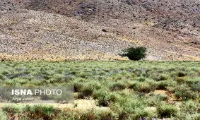 رویای متجاوزان به سرخانکل کابوس شد