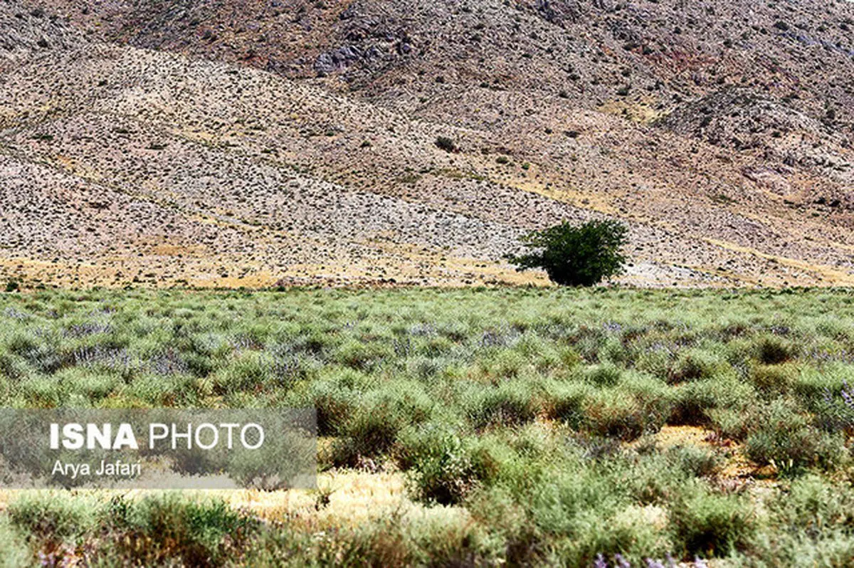 رویای متجاوزان به سرخانکل کابوس شد