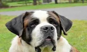 عاقبت تلخ تلاش سگ برای دوستی با جوجه تیغی + تصاویر