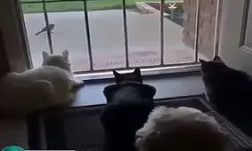 کلیپ طنز فوق العاده خنده دار