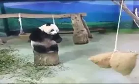 وقتی پاندا در محاسباتش اشتباه می کنه!!!