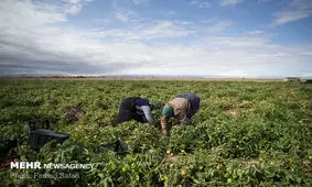 کشاورزان استان بوشهر مراقب خسارت باران و تگرگ باشند