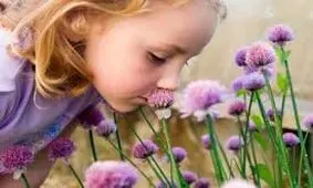 بوها چه تاثیری بر نحوه رفتار موجودات زنده دارند؟