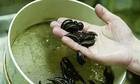 تولید کرم آرایشی بهداشتی از روغن زالو