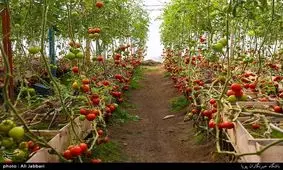 شهرک‌های گلخانه‌ای در گلستان با شیرین‌سازی آب دریای خزر راه‌اندازی می‌شود