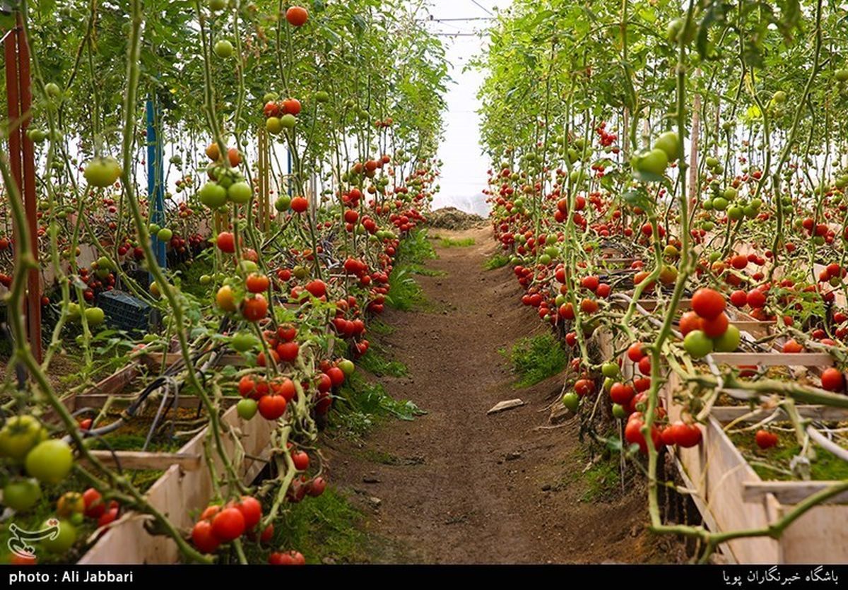 شهرکهای گلخانهای در گلستان با شیرینسازی آب دریای خزر راهاندازی میشود