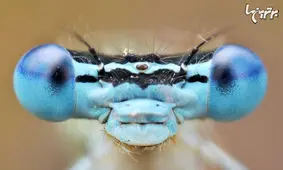 حشرات نازی که خودشان را در دلتان جا می‌کنند