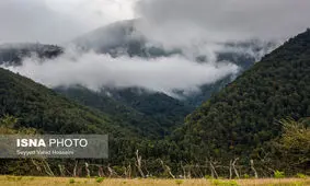 جنگل‌های بازمانده از عصردایناسورهای گیلان در انتظار ثبت جهانی یونسکو
