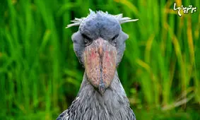 عجیب‌ترین و شگفت انگیز‌ترین حیوانات که در آفریقا زندگی می‌کنند + تصاویر