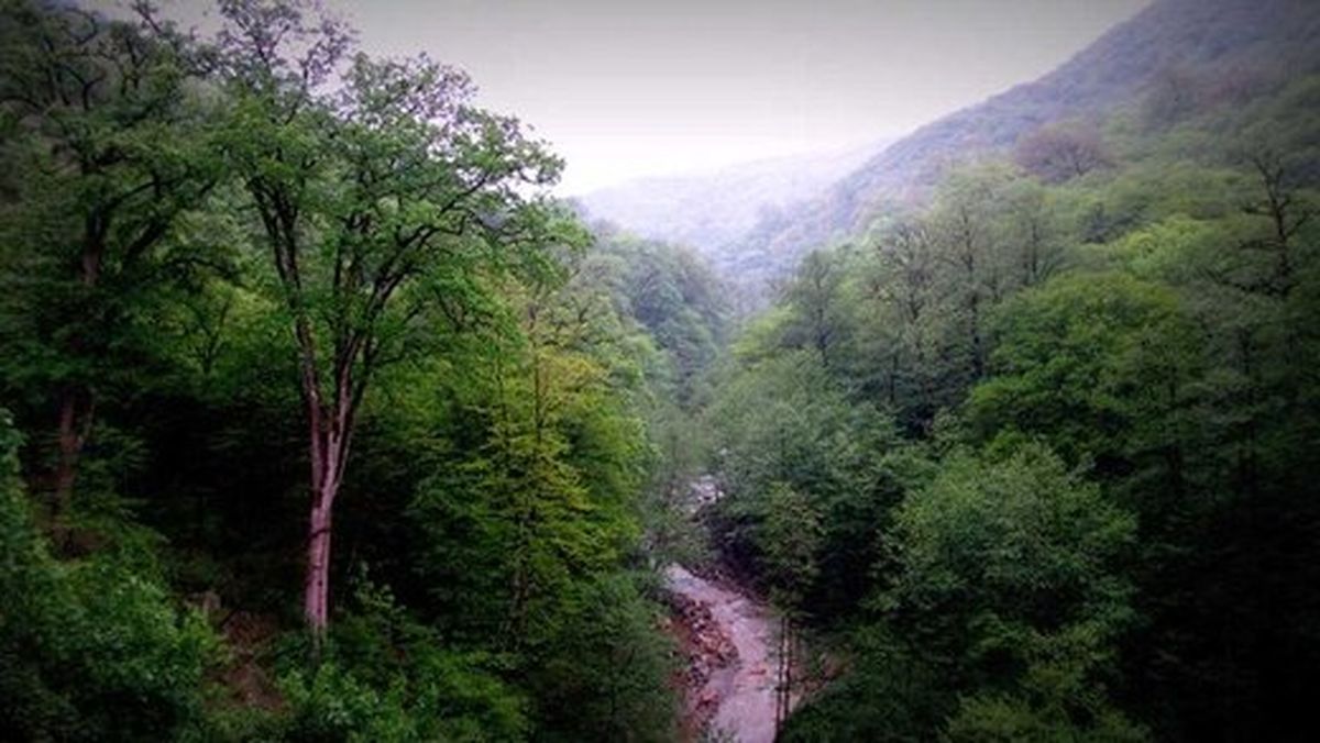 سوغات اروپایی که جنگلهای شمال را مریض کرد