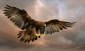 ۲۷ عقاب مرغ آلوده خوردند، مردند!