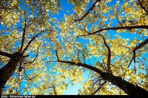 جذابیت‌های گردشگری پاییزی در طبیعت ارومیه + تصاویر