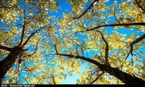 جذابیت‌های گردشگری پاییزی در طبیعت ارومیه + تصاویر