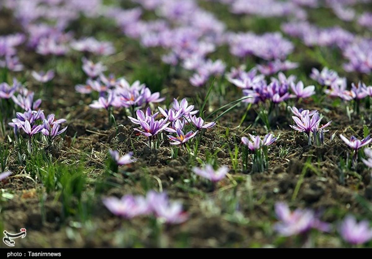 برداشت ۱۳ تن زعفران از مزارع خراسان شمالی به روایت تصویر