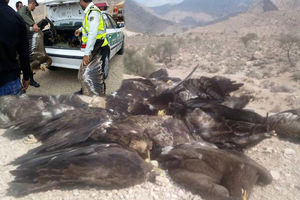 نتایج آزمایش مرغ‌های آلوده در فارس هنوز مشخص نشده است