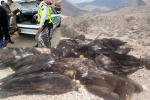 نتایج آزمایش مرغ‌های آلوده در فارس هنوز مشخص نشده است