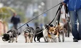 درآمد ساعتی ۱۰۰ تا ۲۰۰ هزار تومان در پایتخت/مدارک لازم برای این شغل